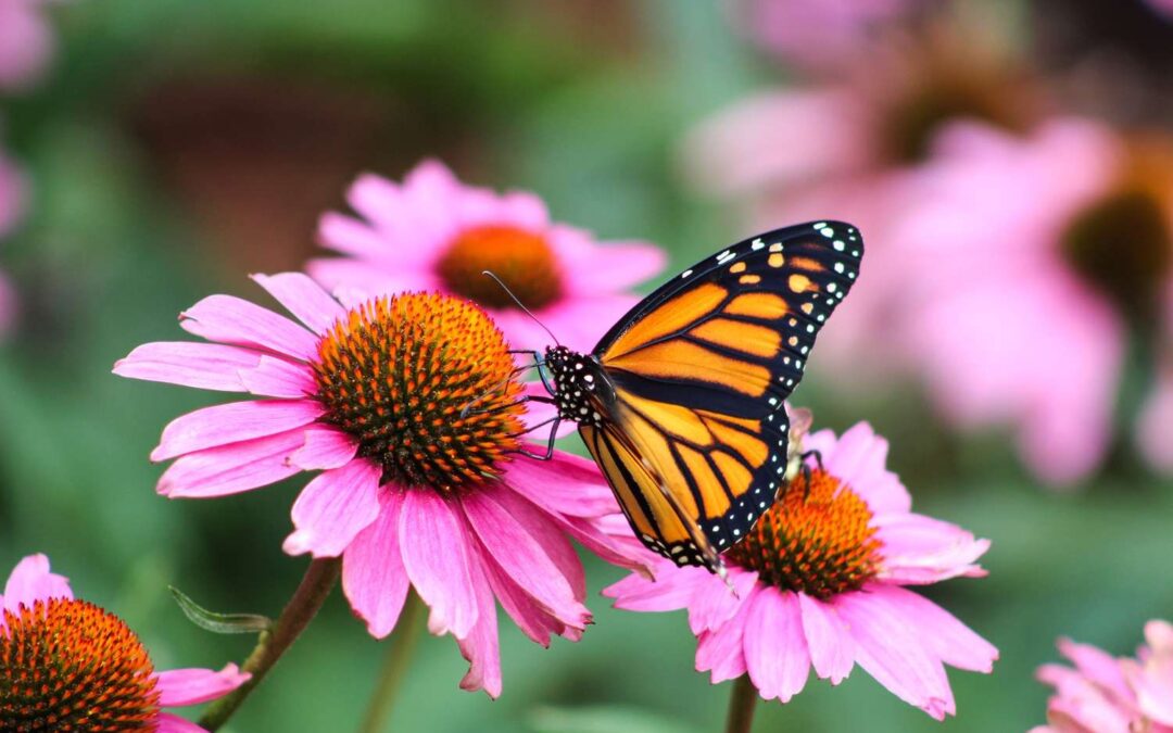 The Grand Butterfly Gathering in Jackson Hole, Wyoming